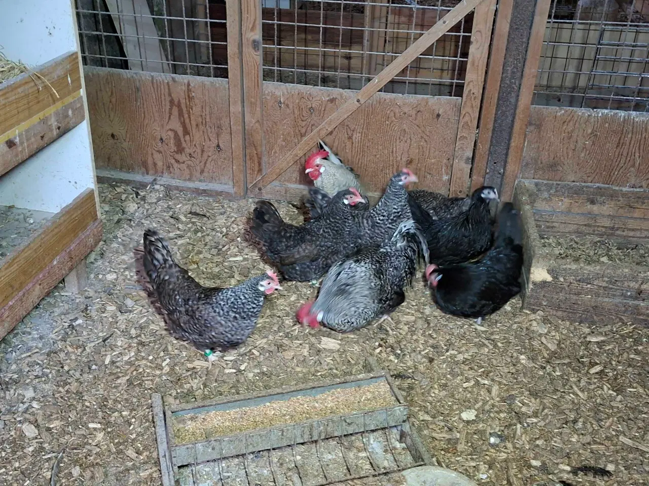 Billede 4 - Høns
