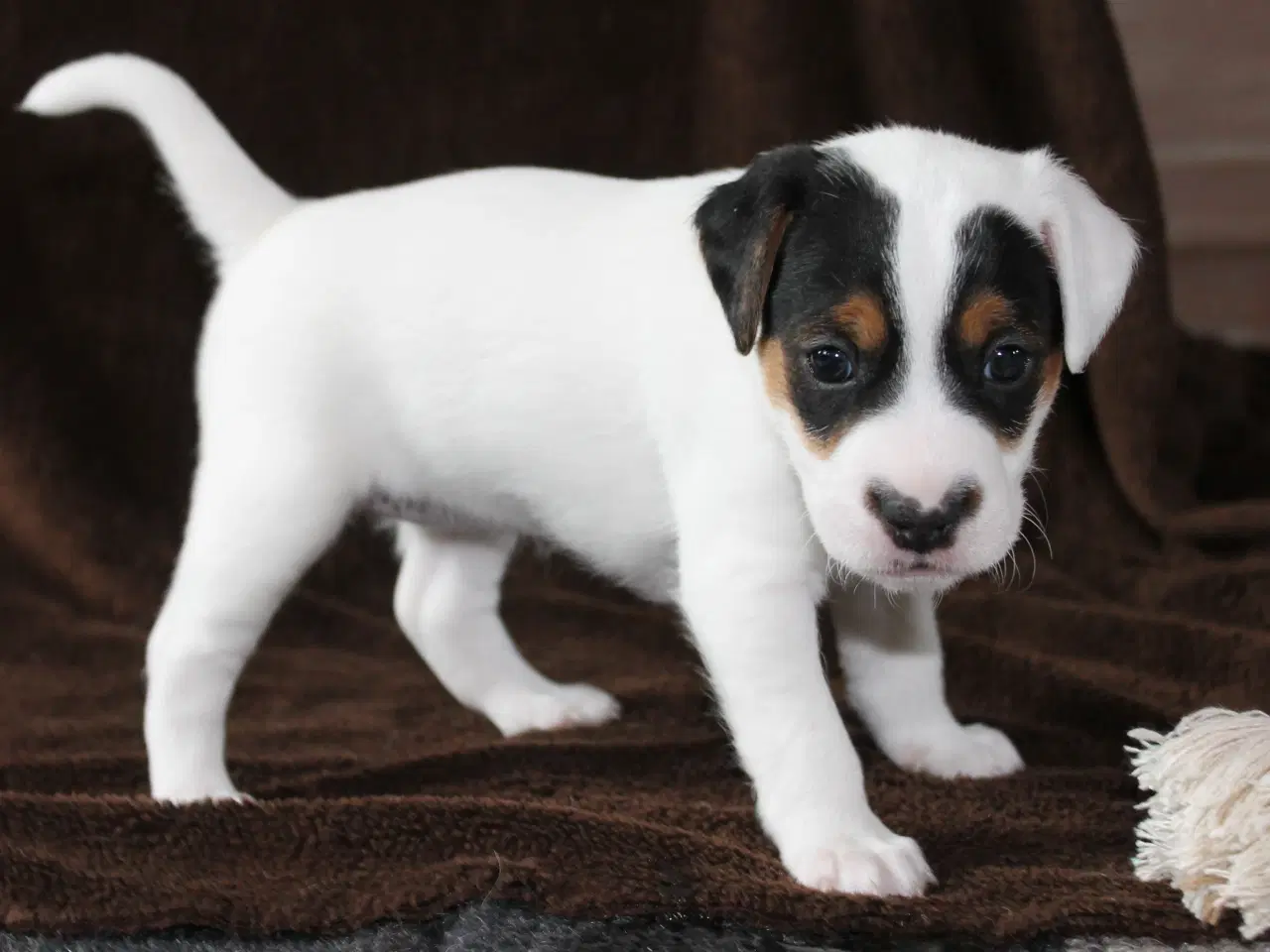 Billede 2 - Jack Russel Hvalpe