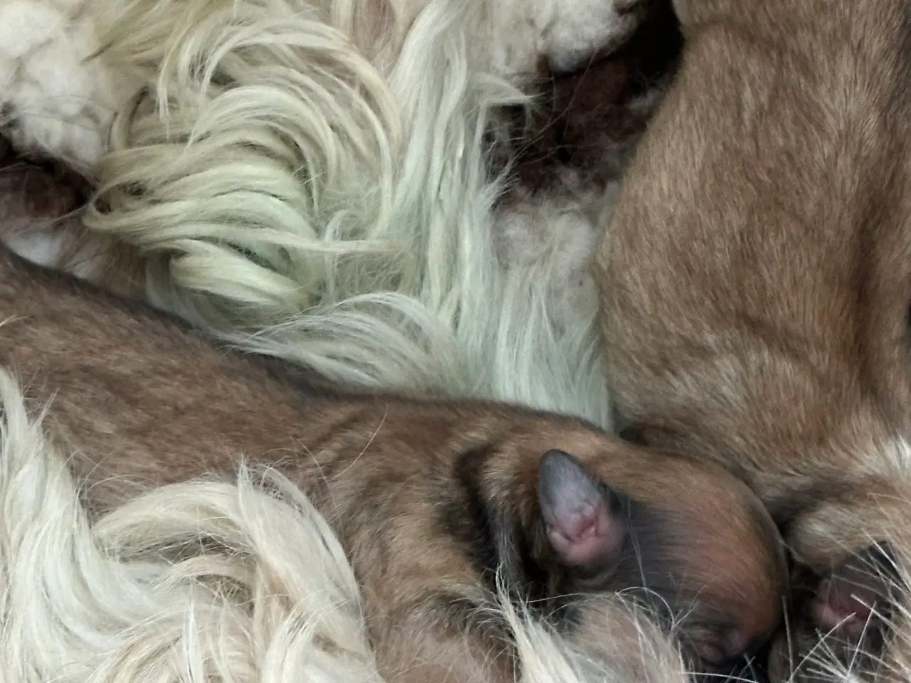 Billede 3 - Lhasa apso hvalpe