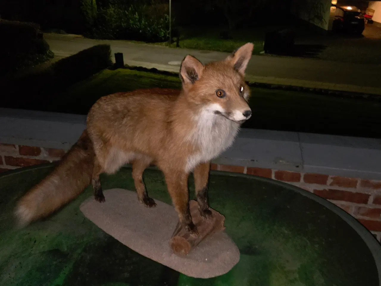 Billede 2 - Udstoppet Ræv