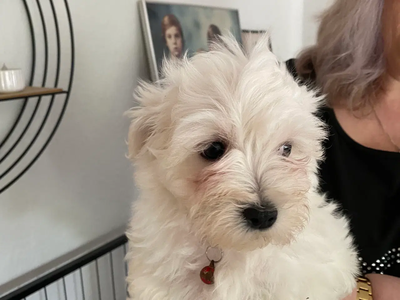 Billede 3 - Maltipoo hvalpe 