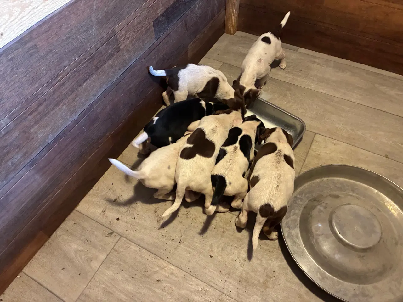 Billede 2 - Hundehvalpe Dansksvensk gårdhund