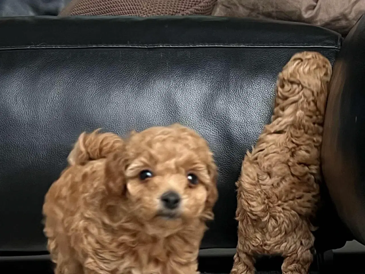 Billede 2 - 🐩 Små dværgpuddelhvalpe søger nye kærlige hjem 🏡