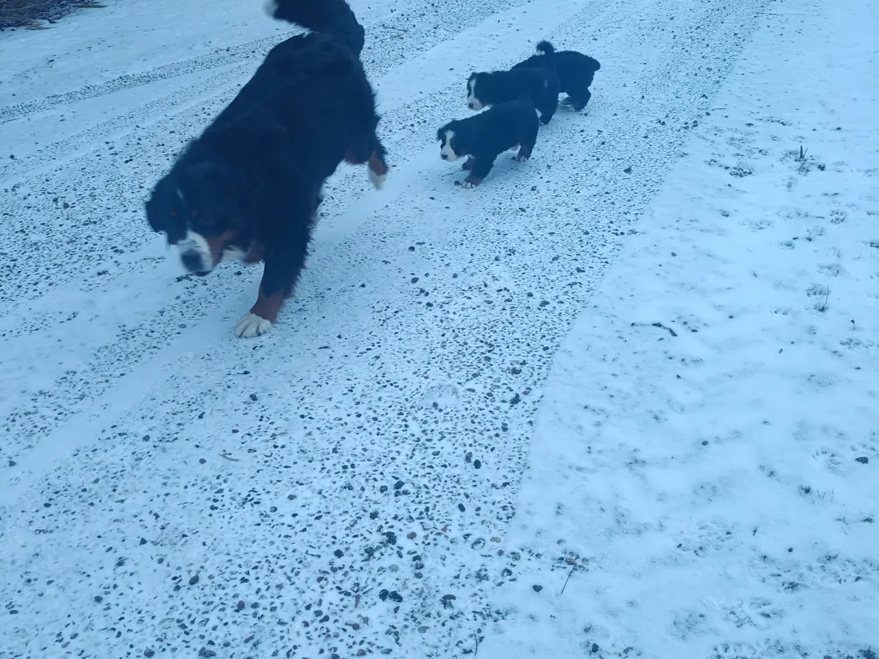 Billede 4 - Berner Sennen hanhvalp Dkk