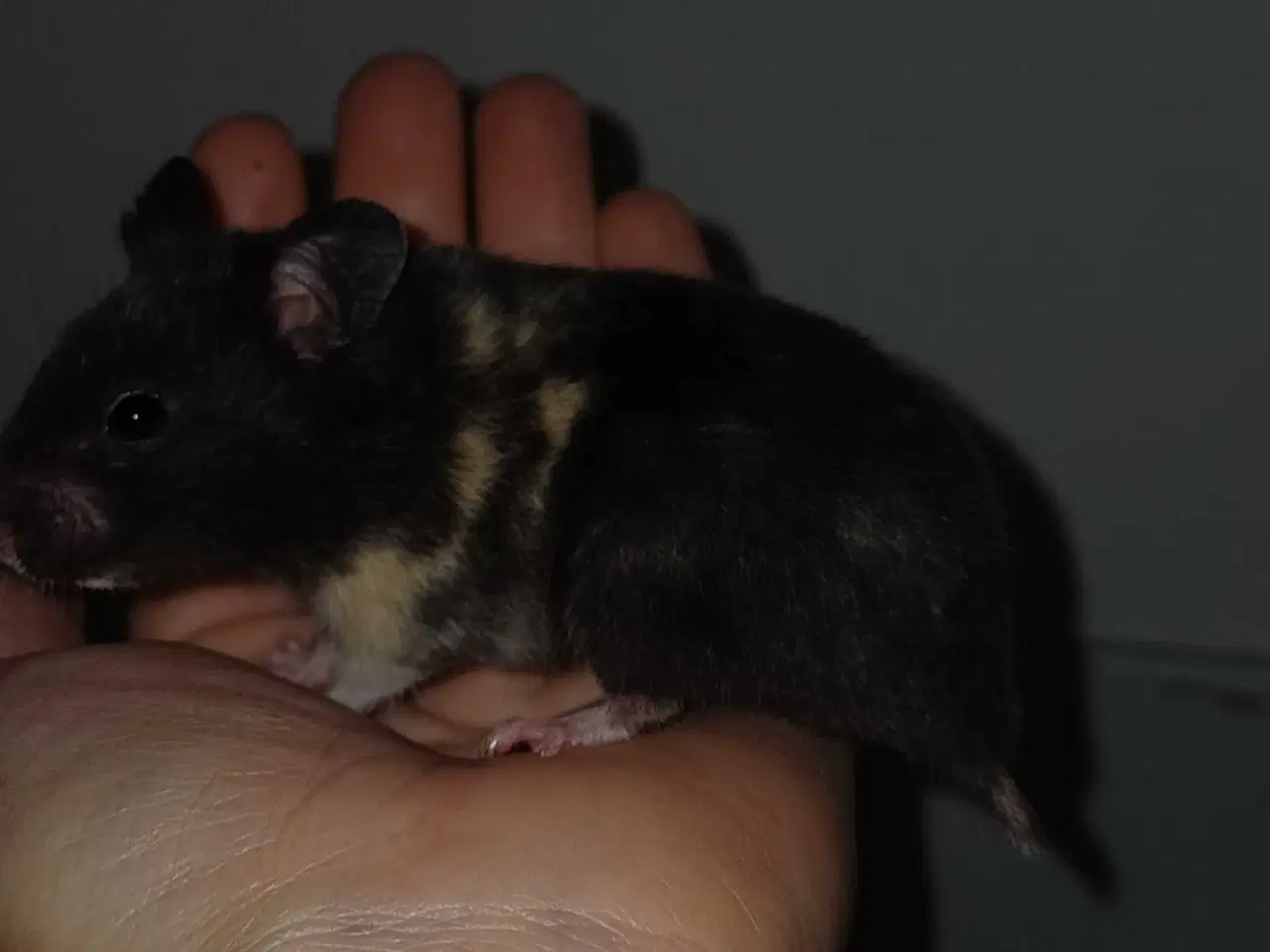 Billede 18 - Guldhamster unger 