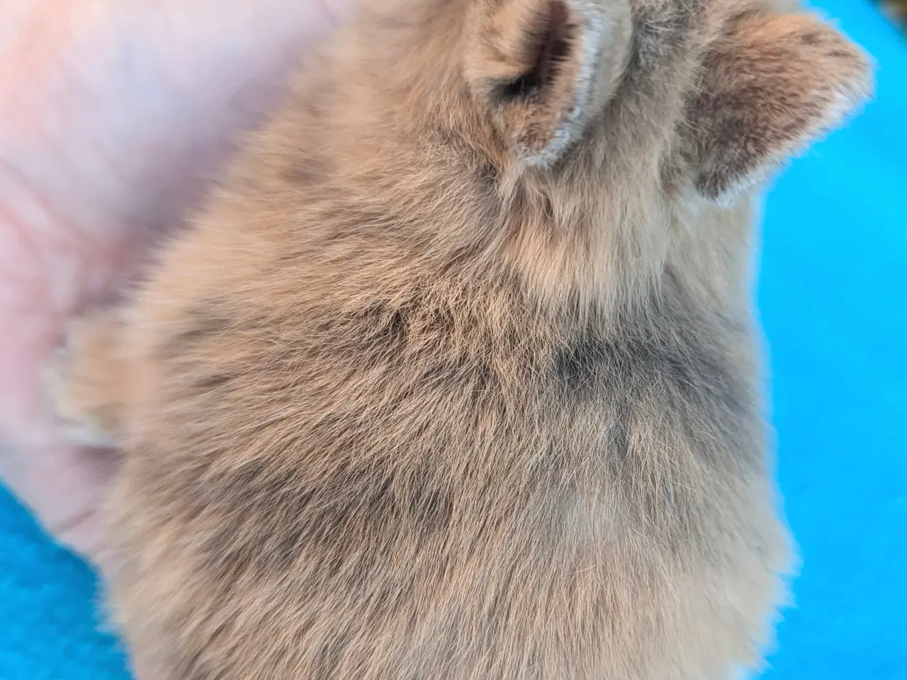 Billede 3 - Hermelin kaninunge sælges 