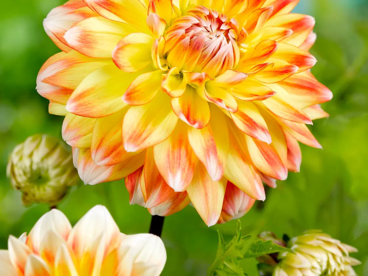 Billede 5 - Dahlia - Stort udvalg af dahlia på Restsalg