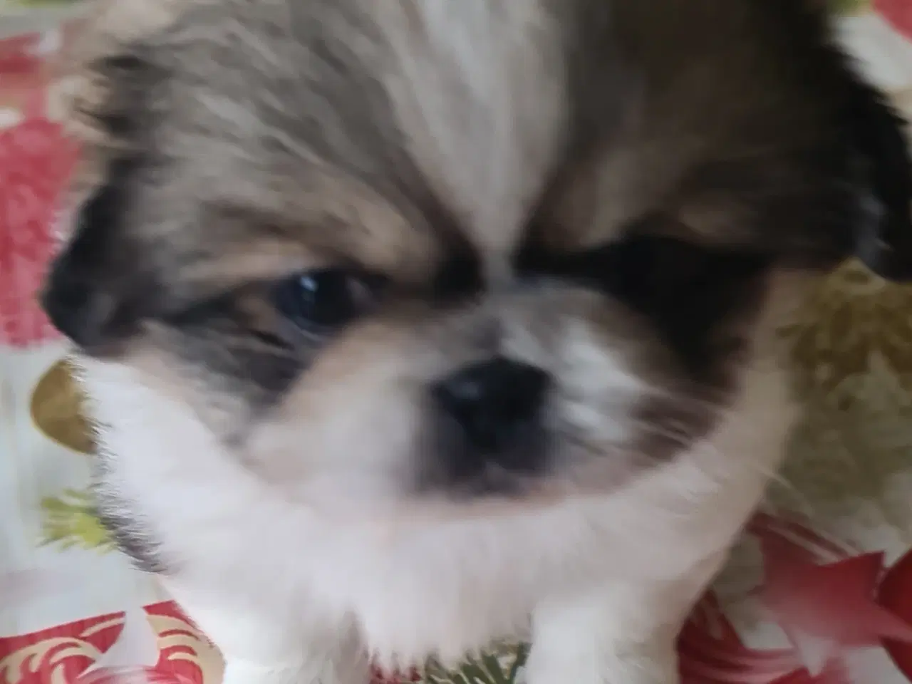 Billede 1 - 2 lækkere drenge