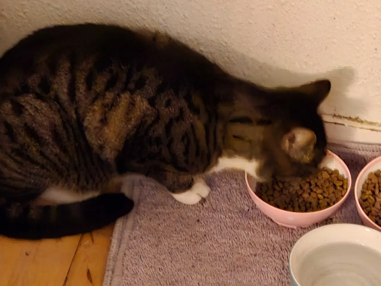 Billede 2 - Super sød kat