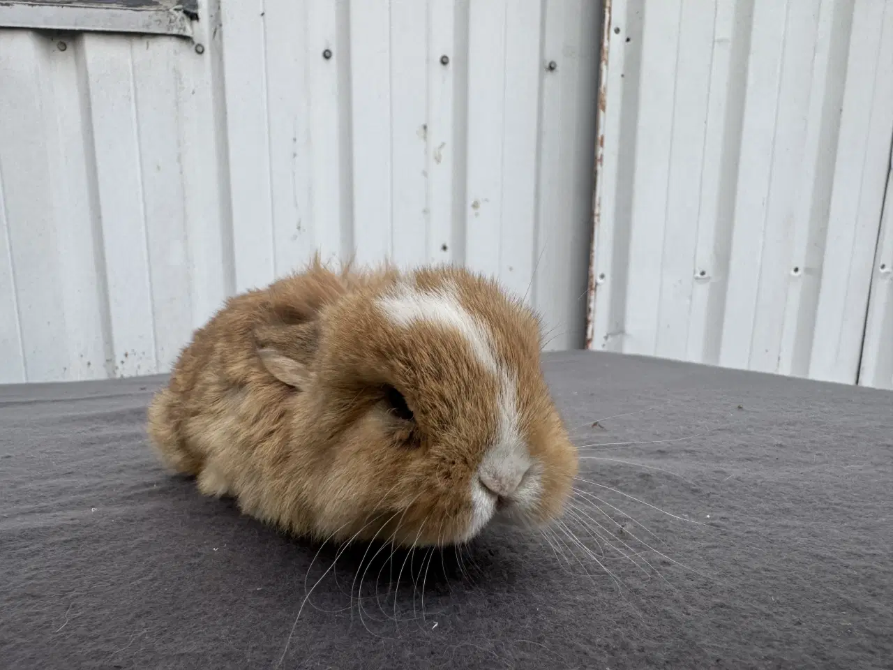 Billede 5 - Mini lop hunkanin