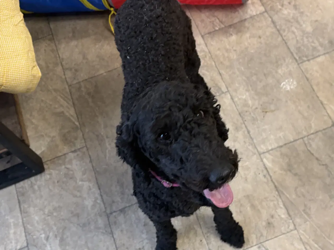 Billede 13 - 2 mellem puddel piger 