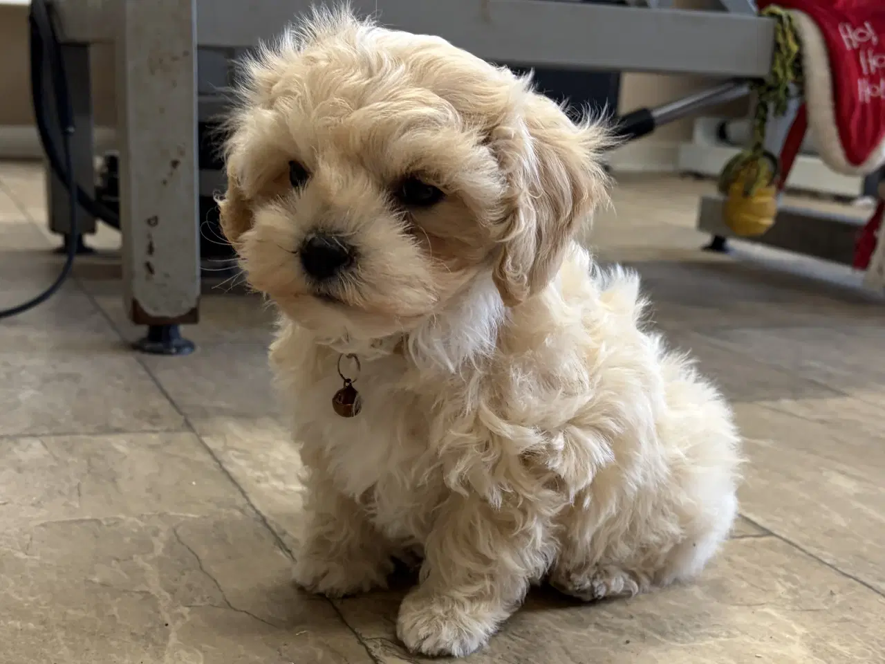 Billede 2 - 1 Mini Maltipoo dreng må rejse nu 