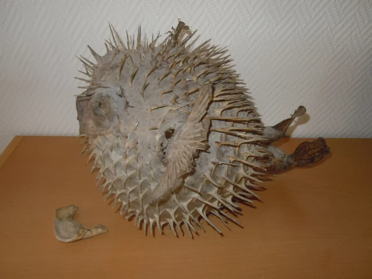 Billede 4 - PINDSVINEFISK/KUGLEFISK TIL OPHÆNGNING (UDTØRRET)