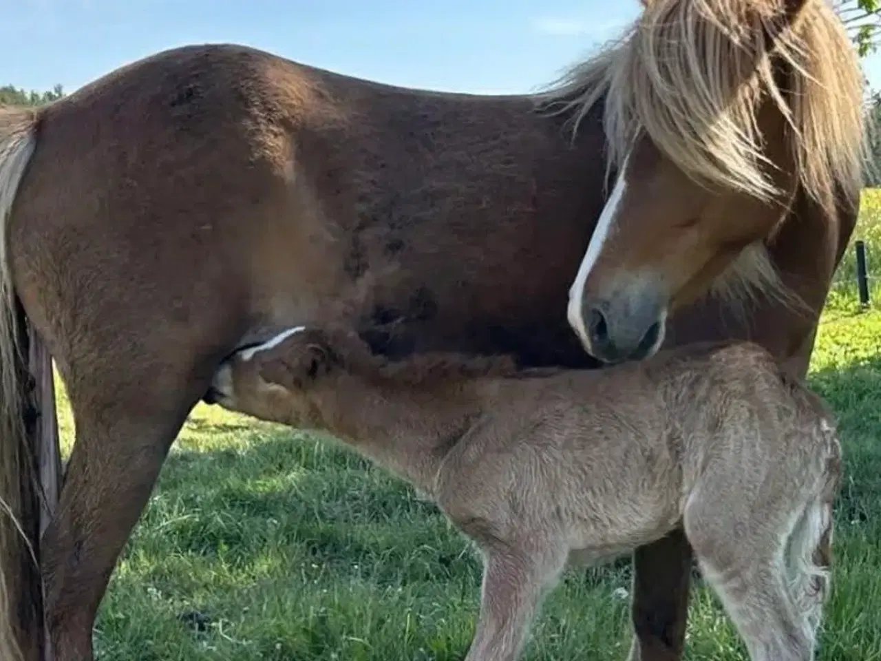 Billede 1 - Smuk hoppe til avl