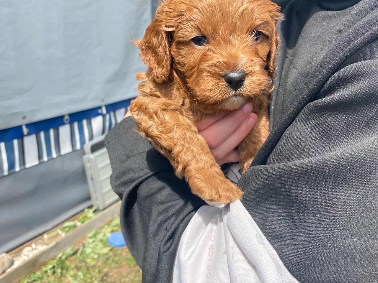 Billede 7 - Cavapoo babyer