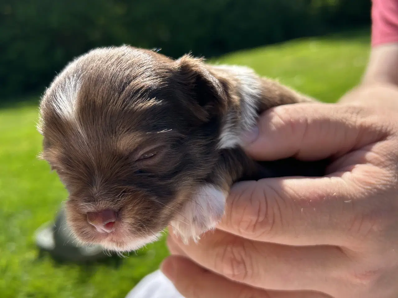 Billede 2 - Chihuahua hvalpe sælges