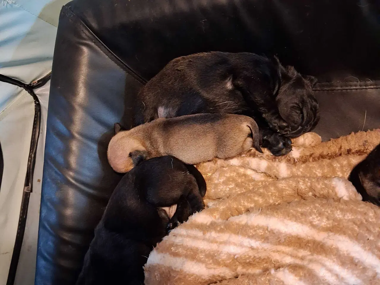 Billede 5 - Små hvalpe salgs klar