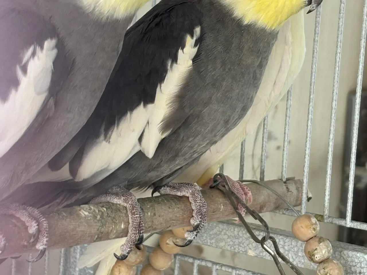 Billede 2 - 3 par nymfeparakitter sælges