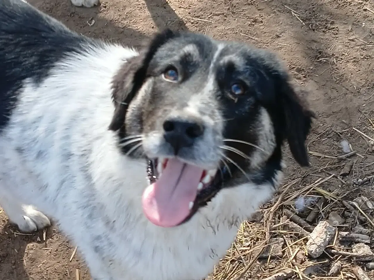 Billede 1 - Vidunderlige Lumos søger et hjem 🩷