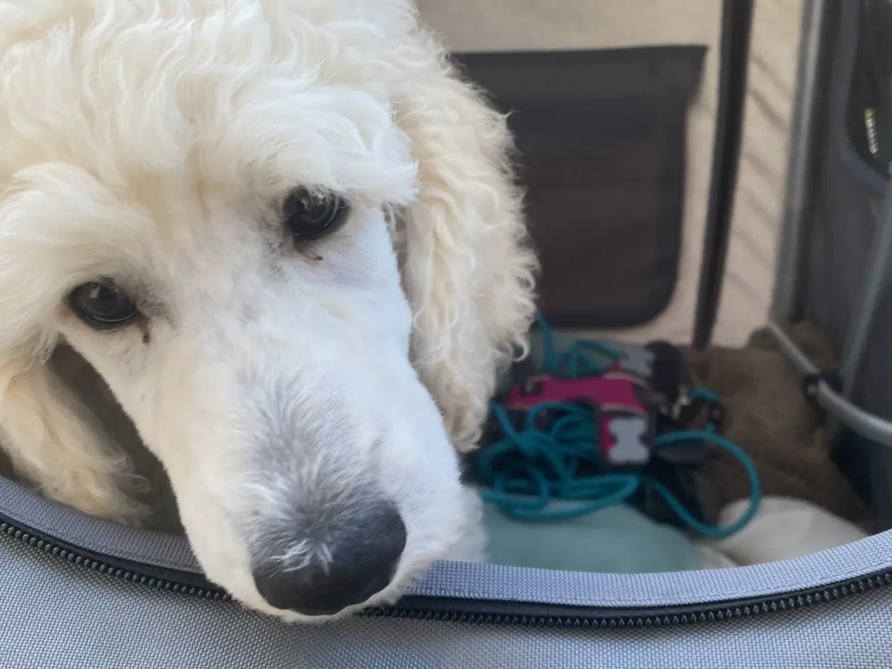 Billede 2 - Fin hundeklapvogn