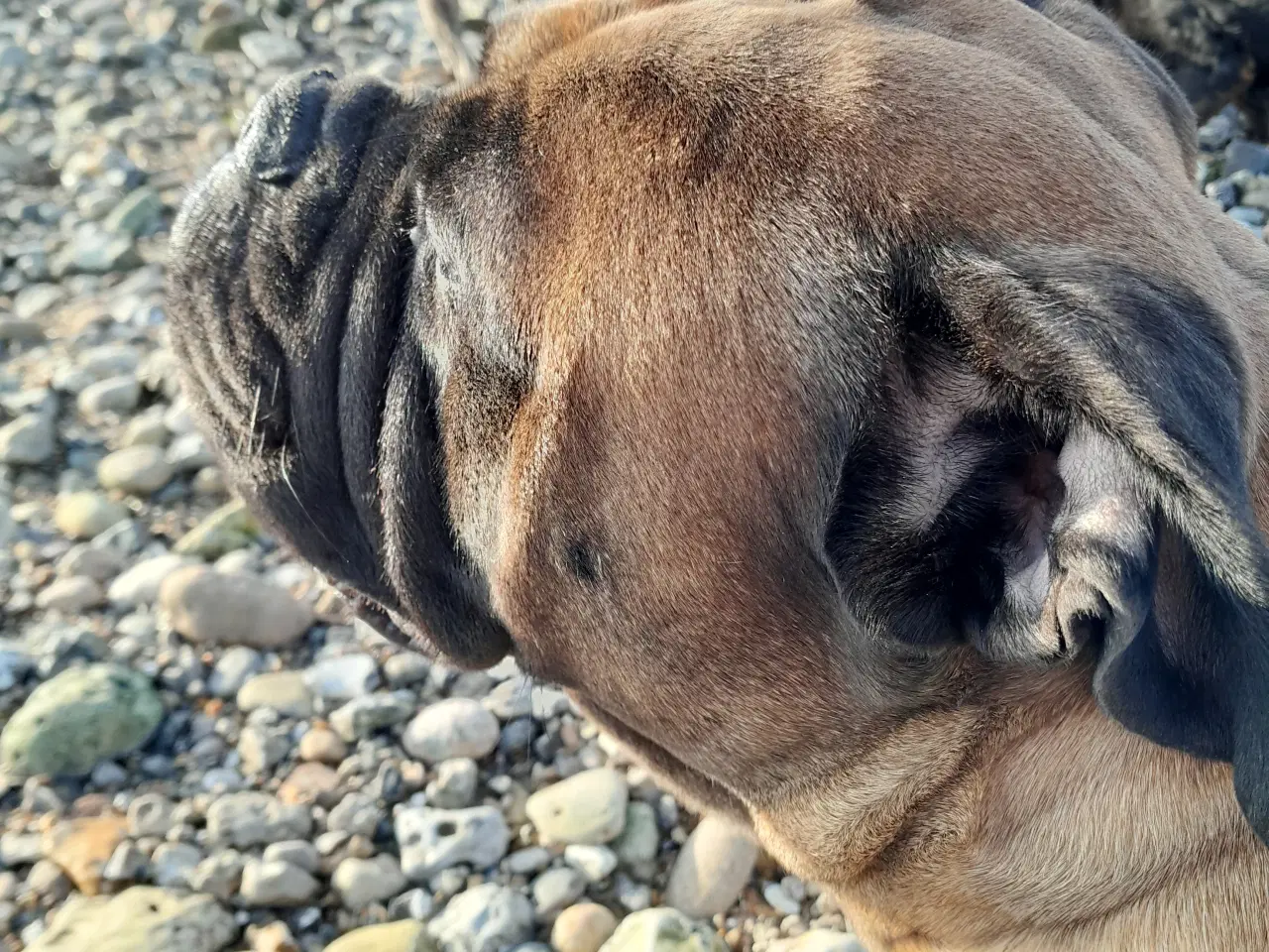 Billede 4 - Bullmastiff han søges til parring 