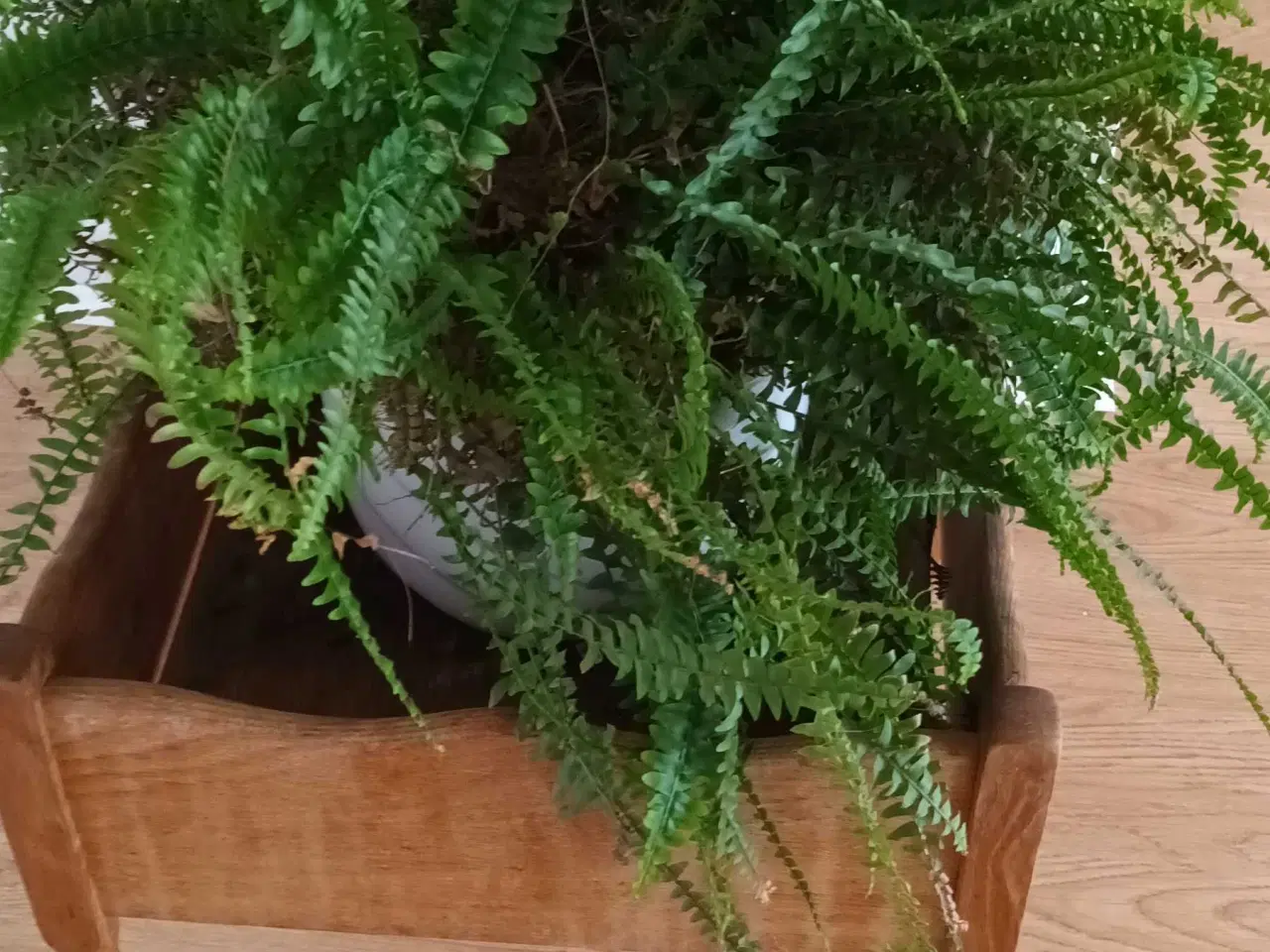 Billede 1 - Blomsterkasse med stor, flot bregne.