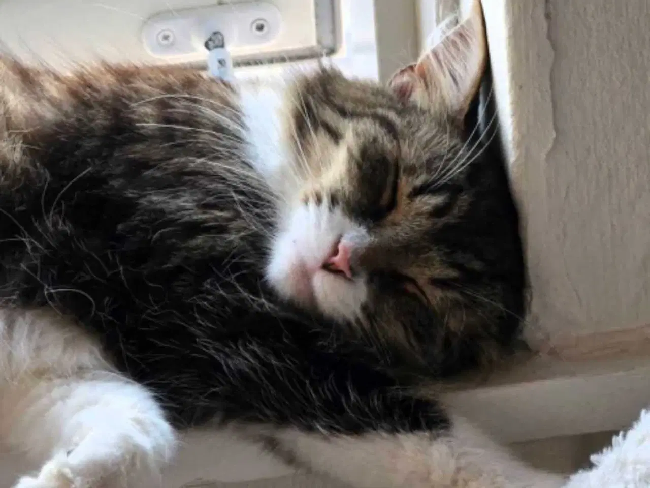 Billede 2 - Minnie søger nyt hjem