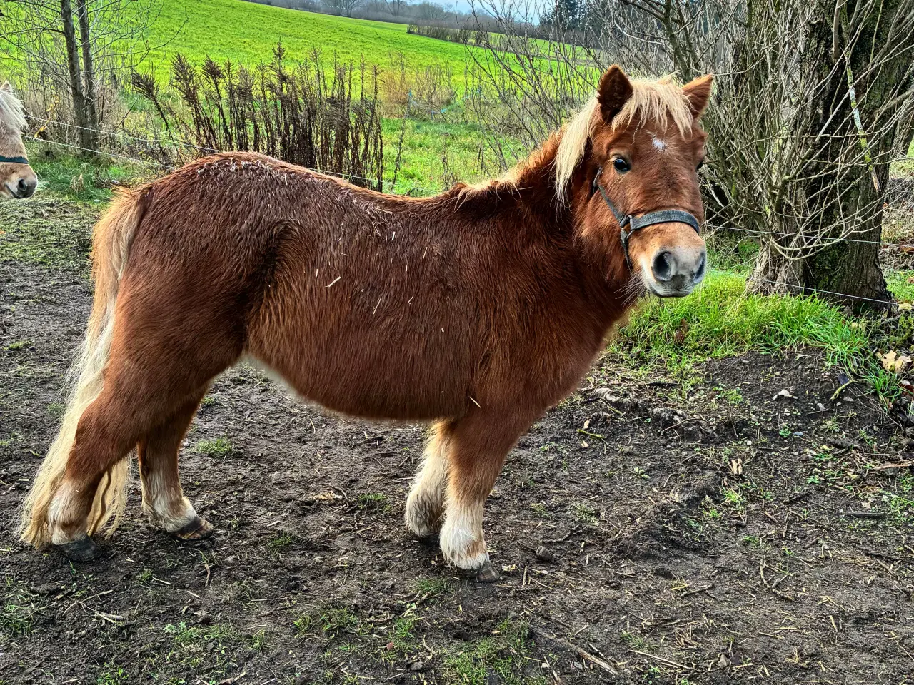 Billede 4 - Hingst/avlhopper Sælges 