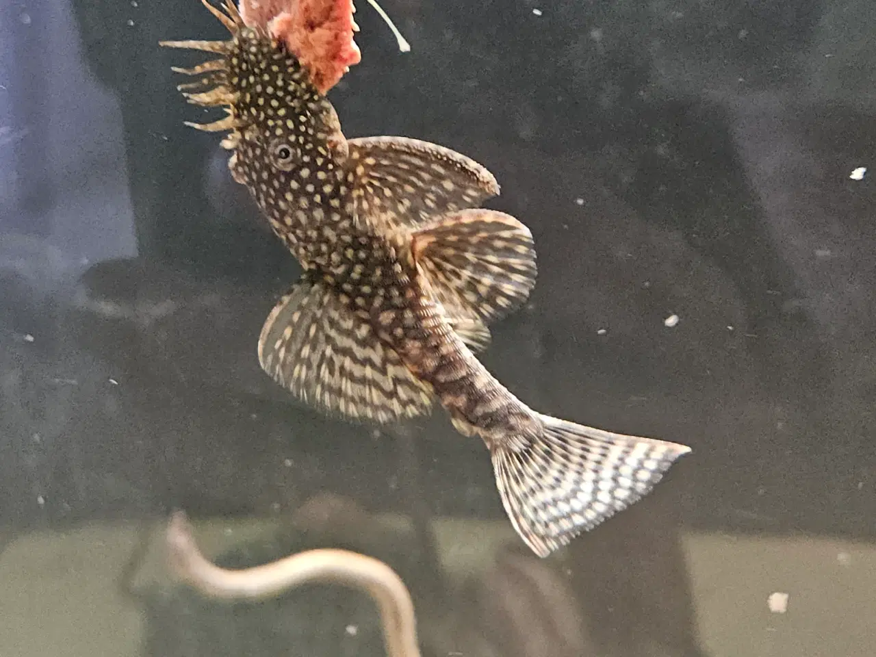 Billede 1 - 3 stk. Bortgives