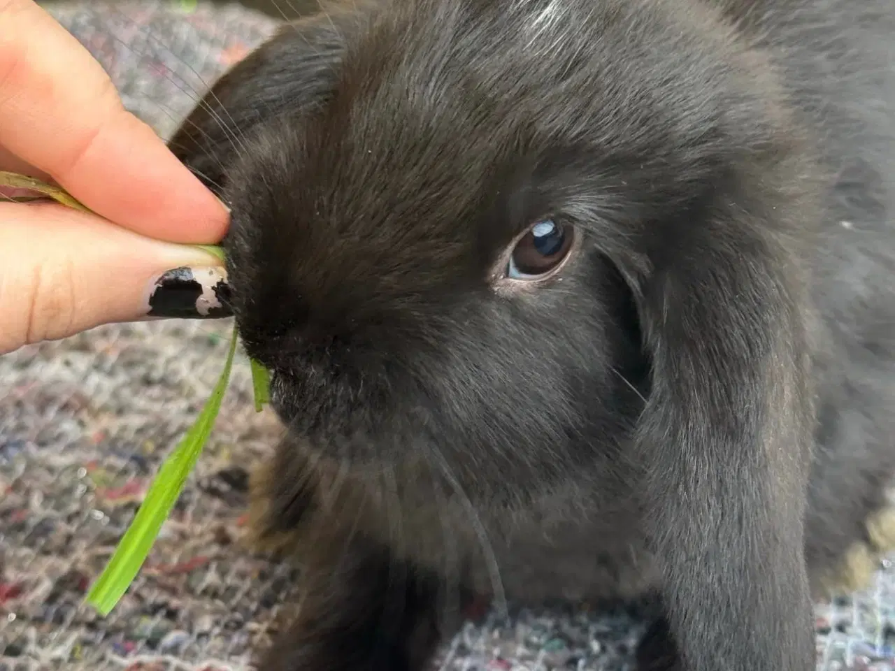 Billede 9 - Han Dværgvædder unge sælges 