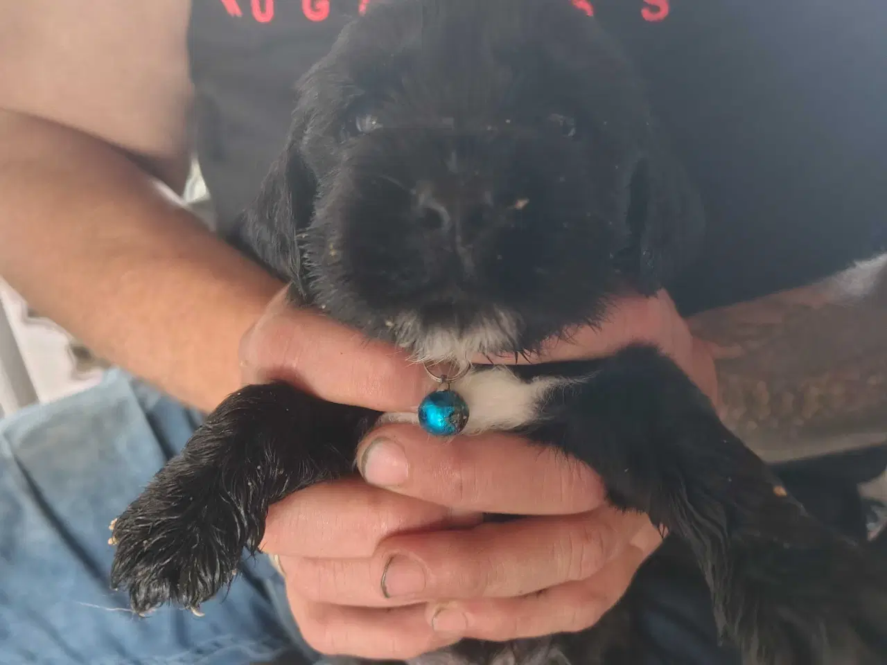 Billede 11 - Cocker Spaniel 