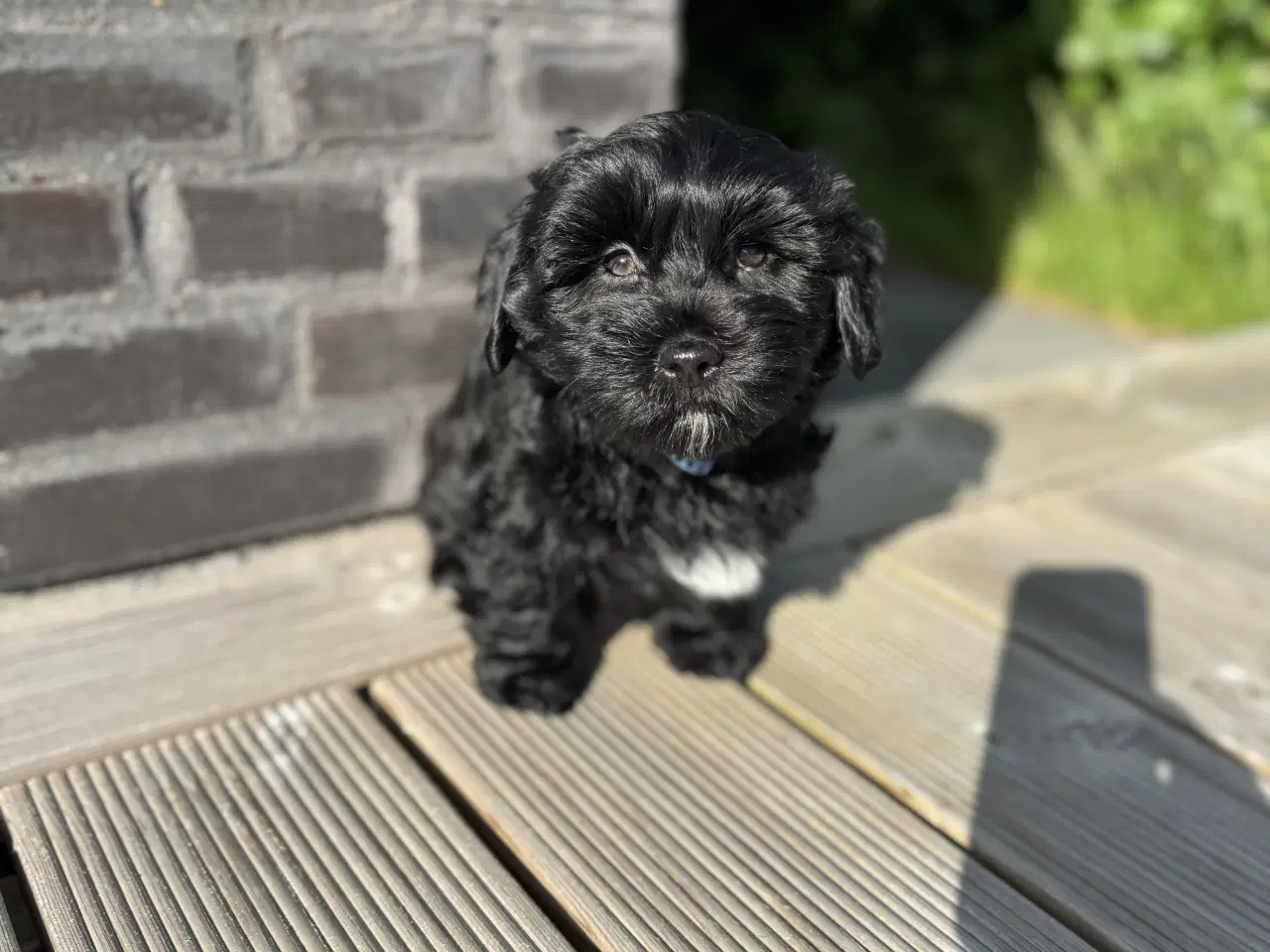 Billede 3 - Bichon Havanaise hvalpe
