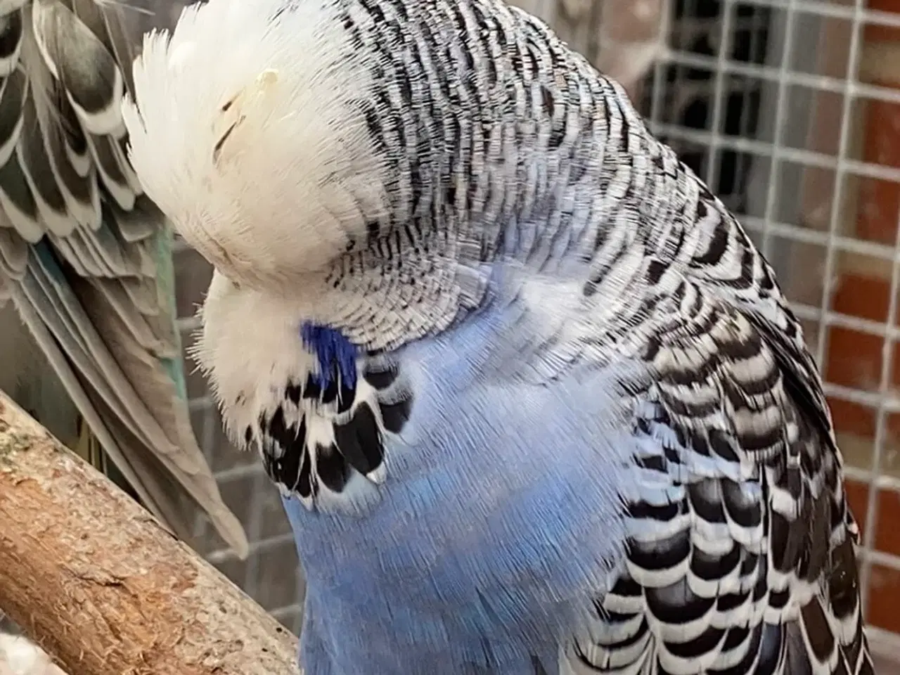 Billede 3 - Smuk mauve viol undulat