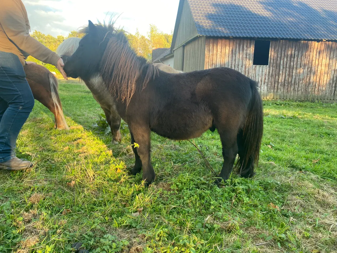 Billede 2 - Shetlænder hingsteplag 