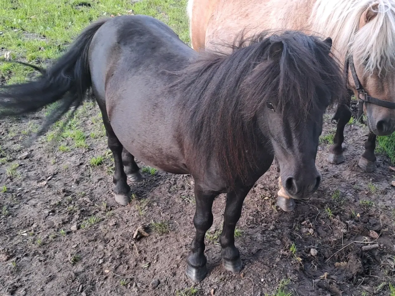 Billede 1 - Shetland hingst rødt pas