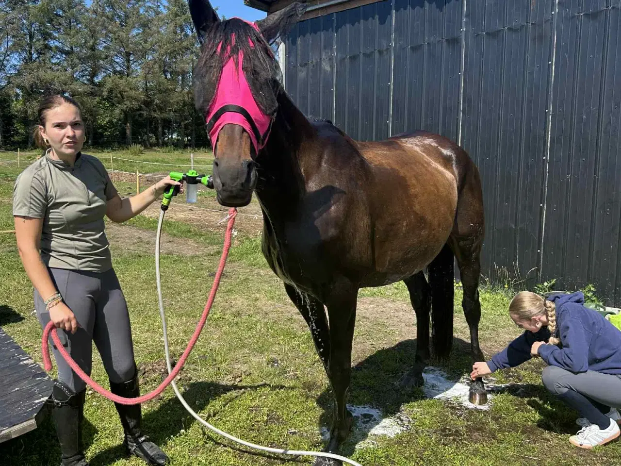 Billede 3 - 🌟 Trakehner - Dansk  varmblod hoppe 🌟