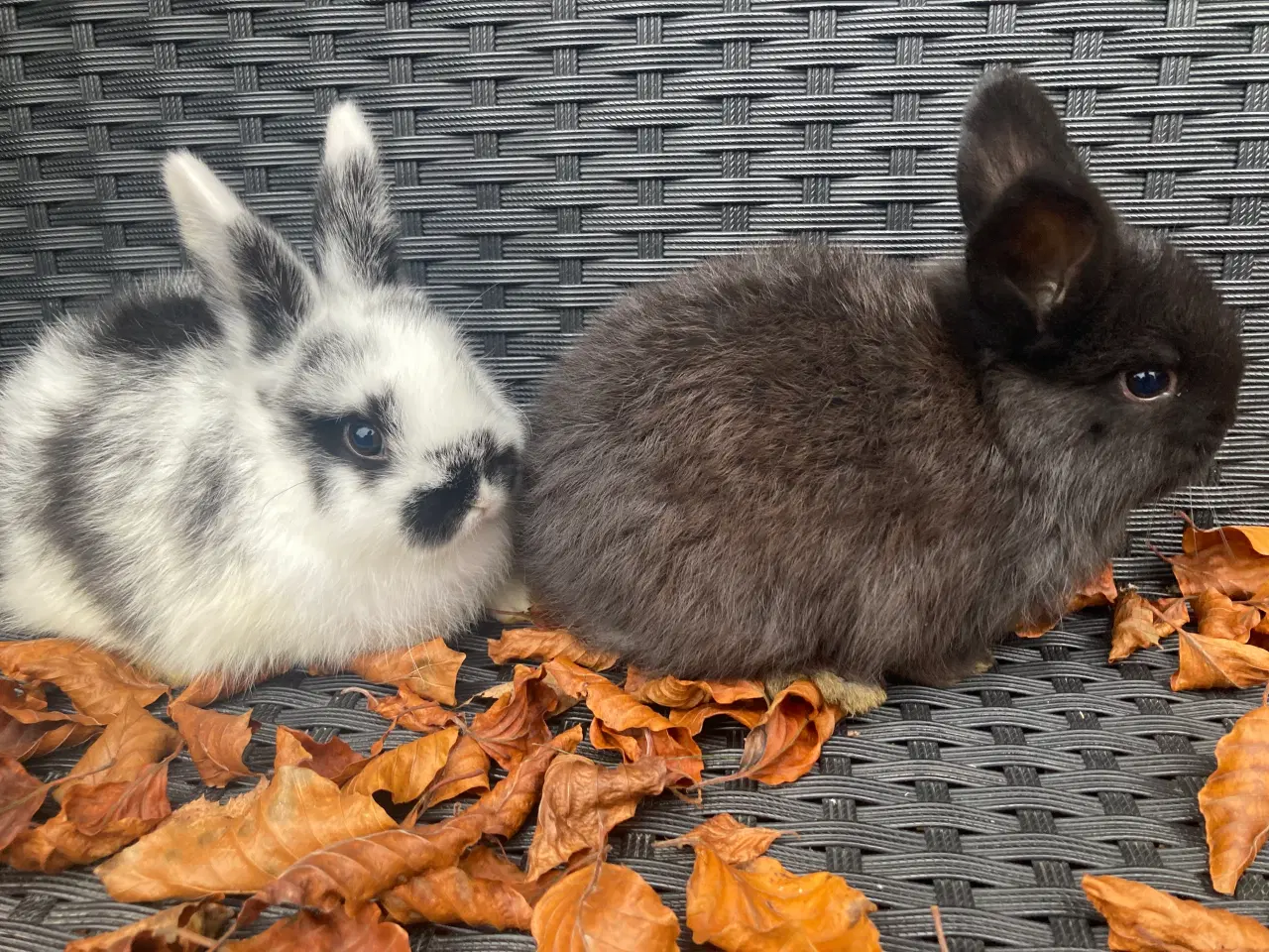 Billede 2 - Løvehoved og miniloop blanding 
