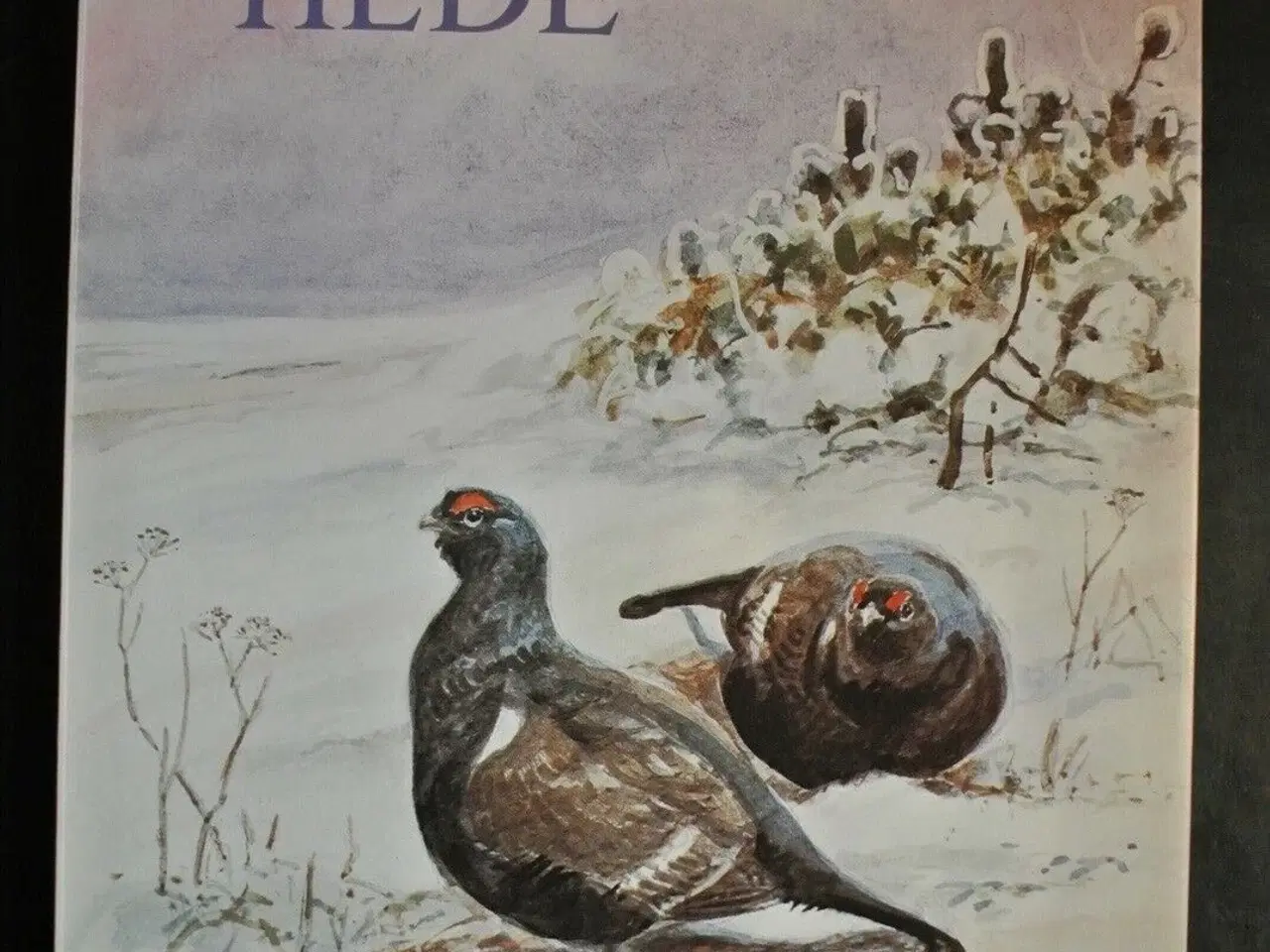 Billede 1 - borris hede, Af sigurd rosendahl. ill. af leif rag