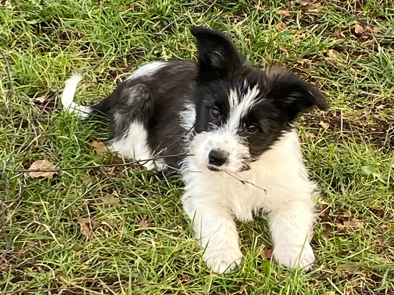 Billede 6 - Border collie / Coton de Tulear Så er vi Klar
