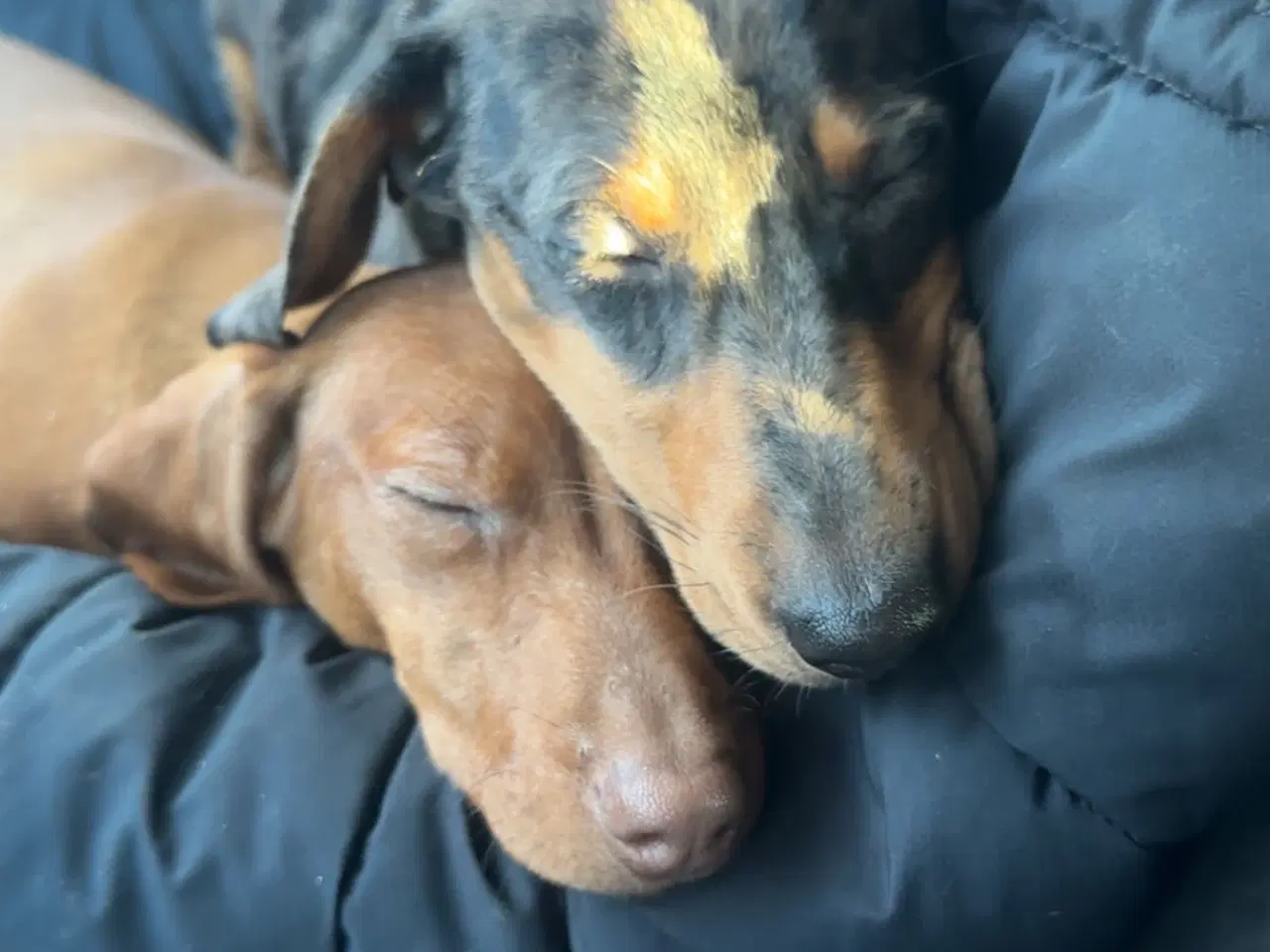 Billede 2 - Verdens sødeste gravhunde 