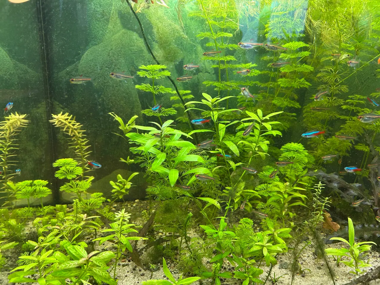 Billede 2 - 🌿 Levende akvarieplanter – 2 stk. GLS