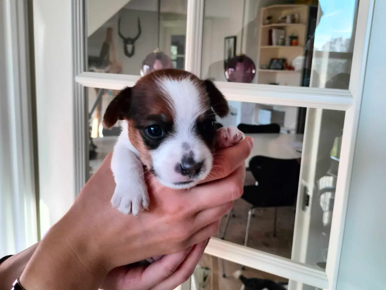 Billede 1 - Jack Russell hvalpe
