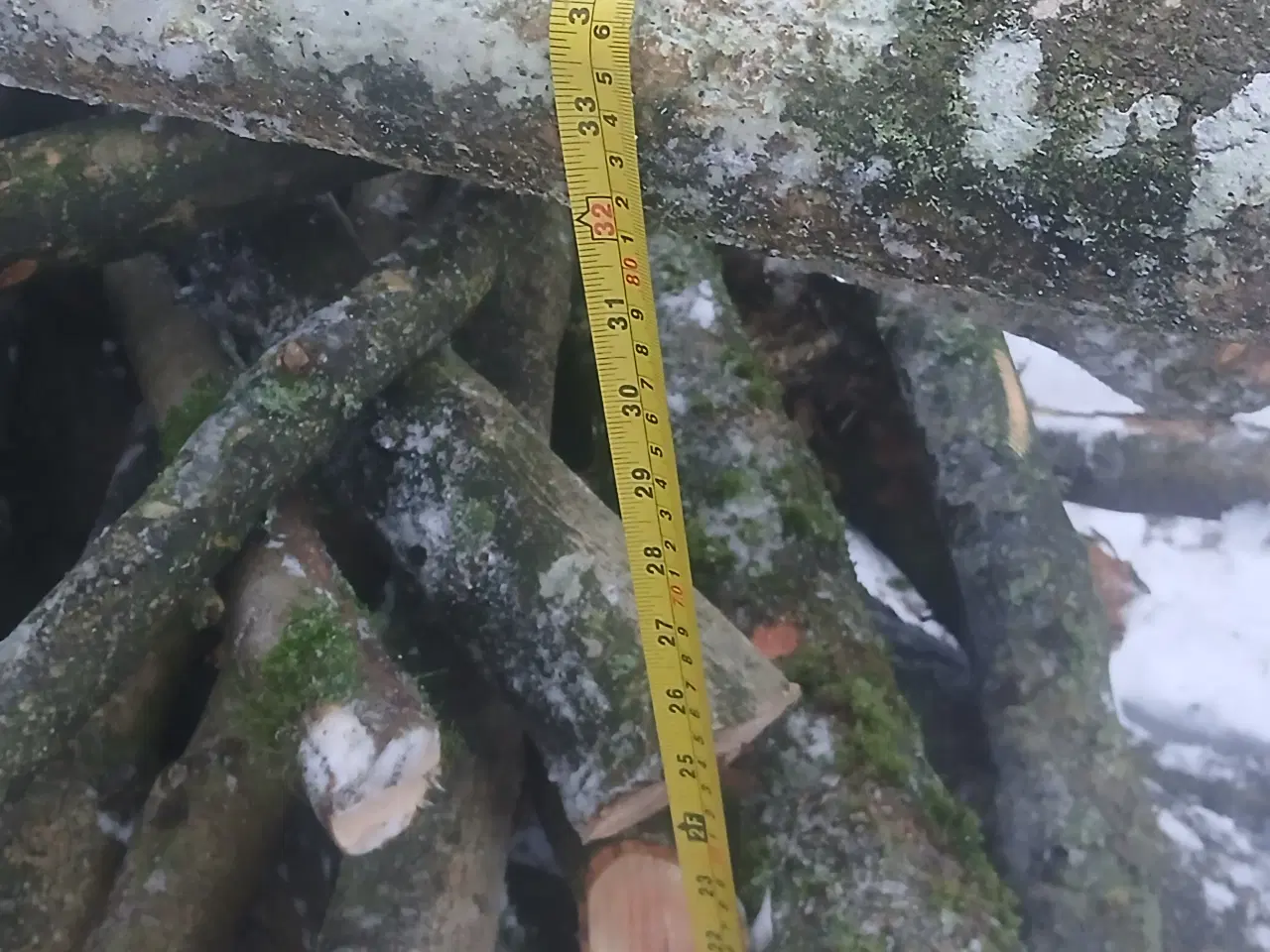 Billede 2 - En stak friske grene fra et asketræ