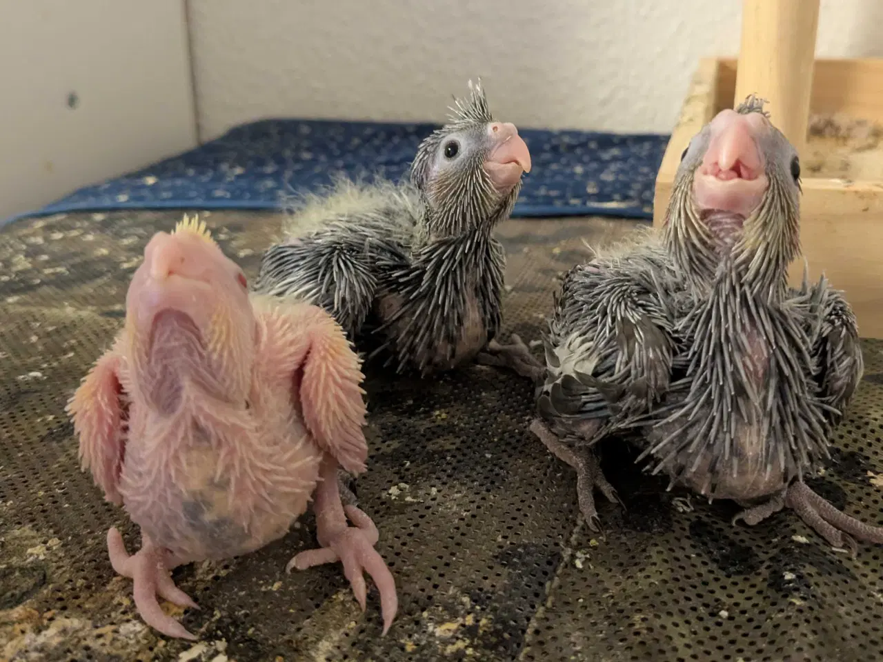 Billede 7 - Nymfeparakit unger 