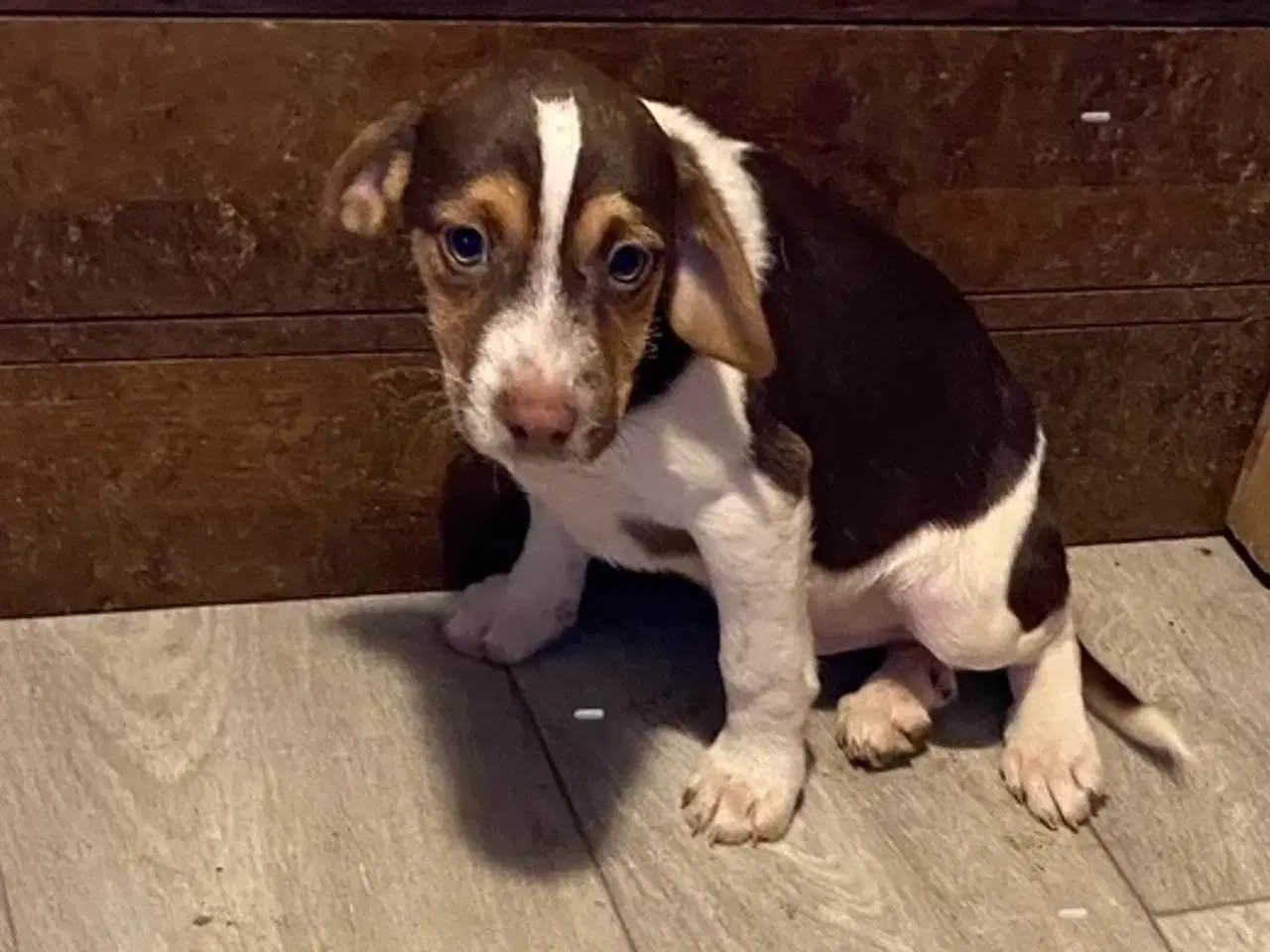 Billede 1 - Hunde hvalpe sælges