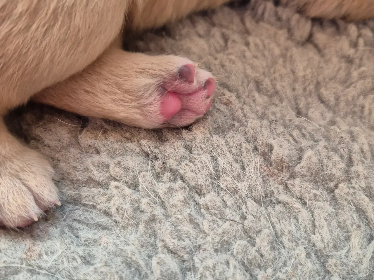 Billede 2 - Labrador tæve hvalpe 