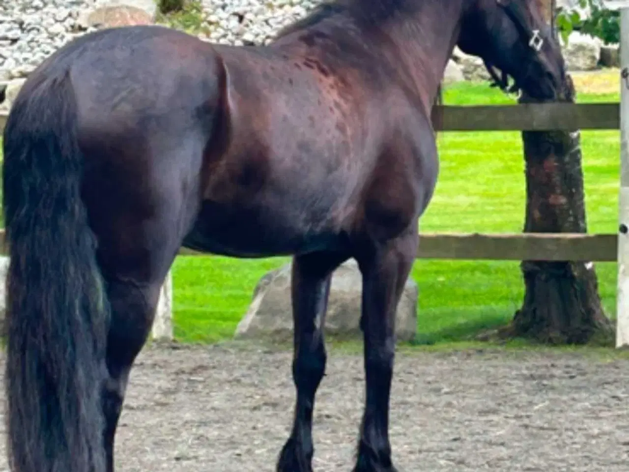Billede 4 - 2 for 1 drægtig koldblods meget kørt