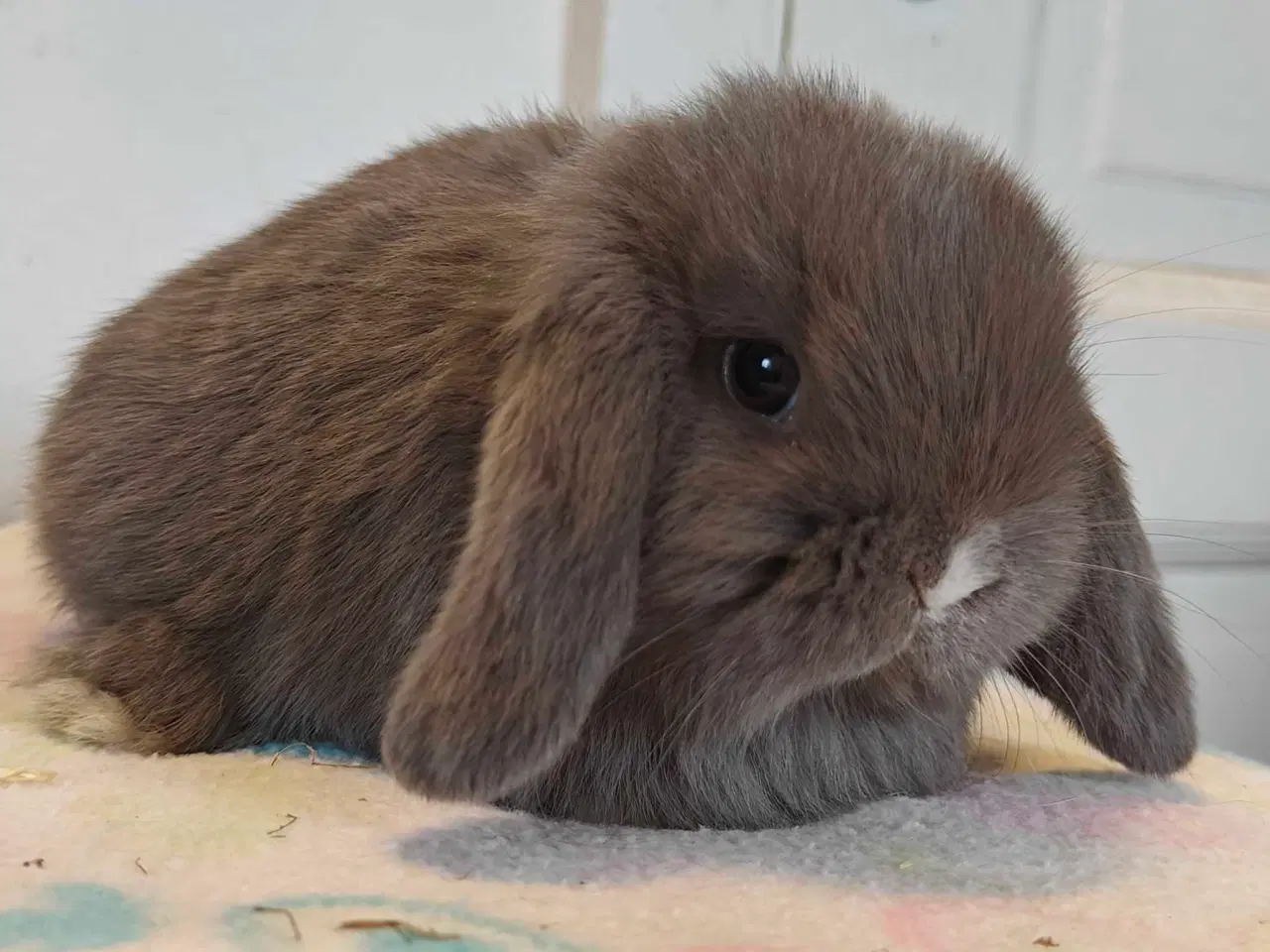 Billede 10 - Minilop