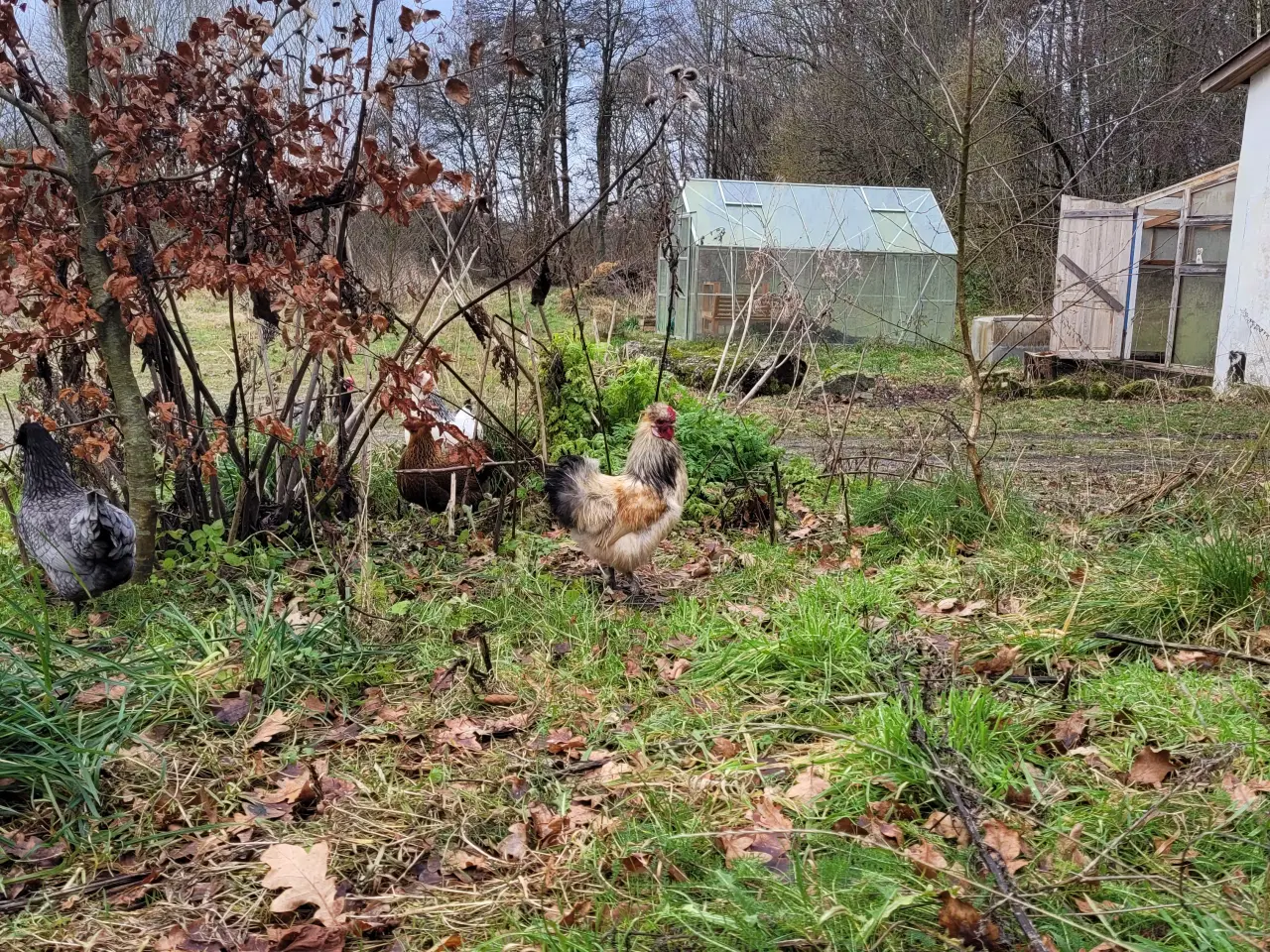 Billede 4 - Tre søde silkehaner sælges