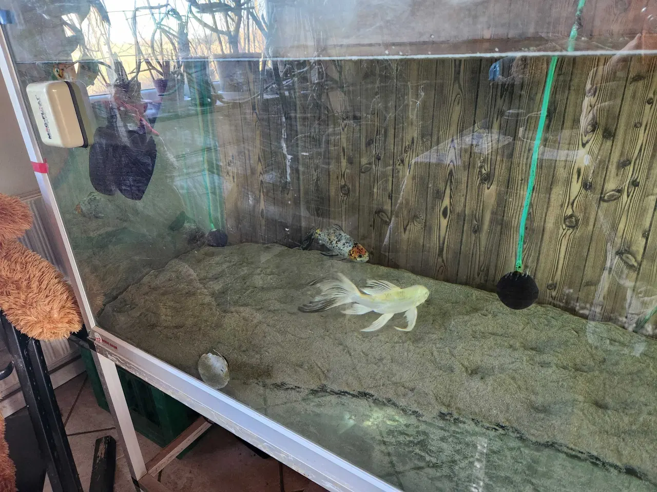 Billede 9 - Koi Koier  Karper  Boddy  Flies  Slør Haler.  M.m 